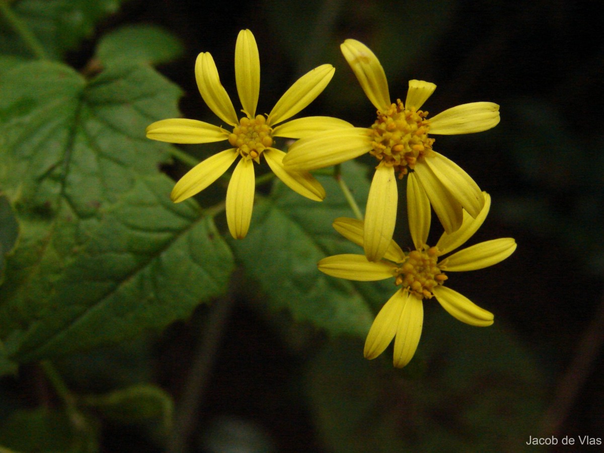 Senecio